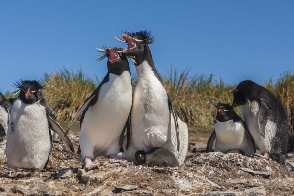 Bleaker Island Rockhopper penguins sing duet